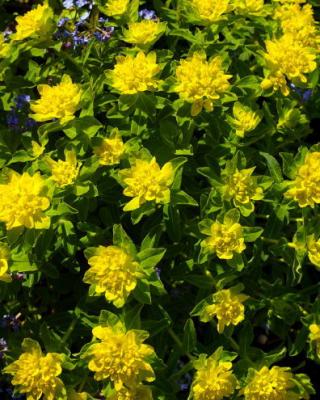 Euphorbia Selvag Gartneri