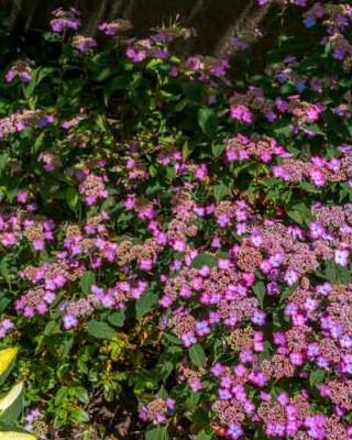Hydrangea Serrata Og Horta