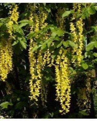 Laburnum Alpinum Pendulum Selvåg Gartneri Hagesenter 266X261