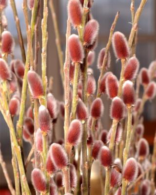 Salix Chanomeloides Selvåg Gartneri Hagesenter