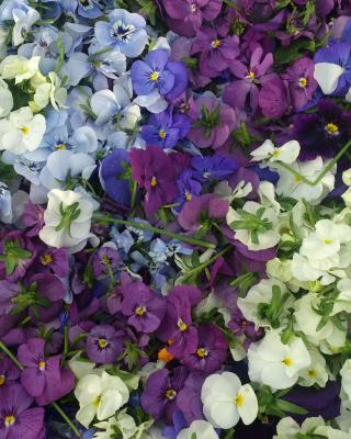 Sommerblomster Selvag Gartneri