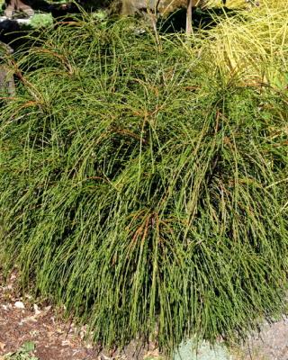 Thuja Whipcord Selvåg Gartneri Hagesenter