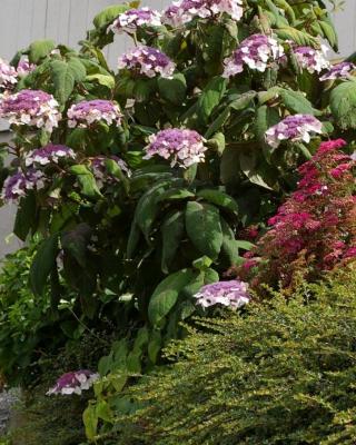 Hydrangea 748X800 Selvag Gartneri