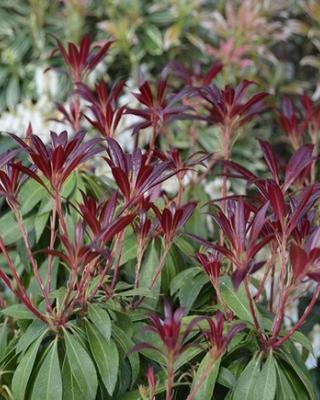 Pieris Katsura 01 Web