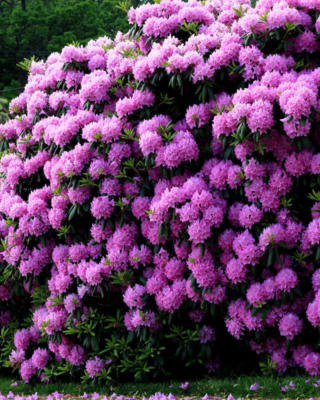 Rhododendron With Boyd School House 2011 05 29