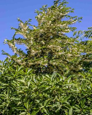 Styrax Japonica