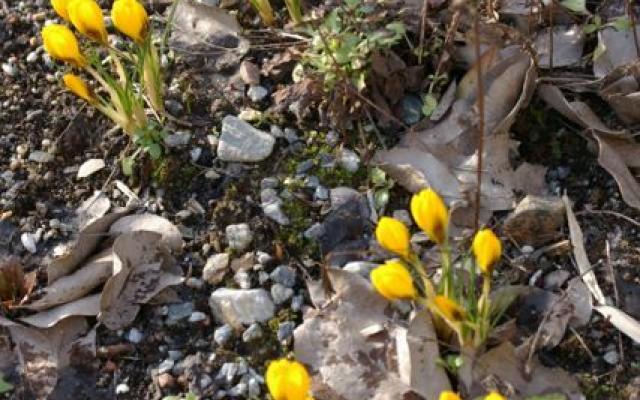 Krokus Gule Sg1 L7384 Selvag Gartneri