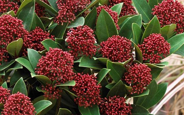 Skimmia Japonica Selvåg Gartneri Hagesenter