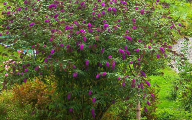 Sommerfuglbusk Buddleia Selvag Gartneri