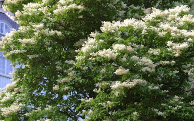 Sommersyrin S Reticulata