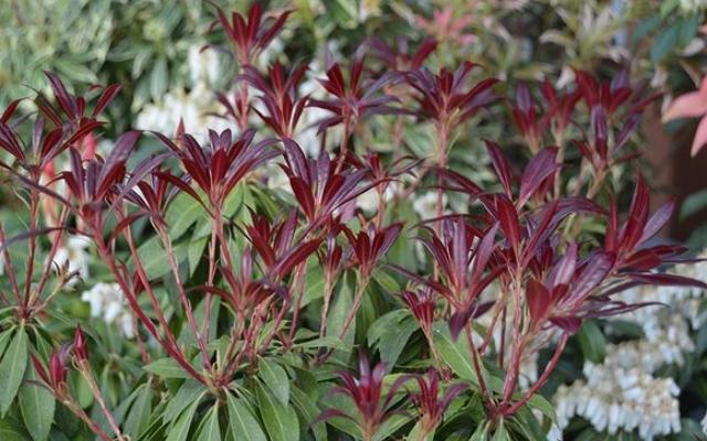 Pieris Katsura 01 Web