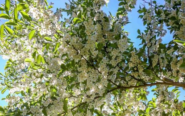 Styrax Obassia 2 800X533